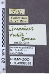 Etiketten zu Gambrinus rudis (NHMW-ZOO-COL-0008588)